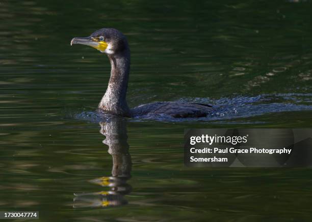 cormorant (phalacrocorax carbo) reflection. low key. - freshwater bird stock pictures, royalty-free photos & images