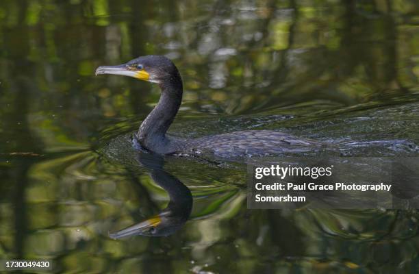 cormorant (phalacrocorax carbo) reflection. low key. - freshwater bird stock pictures, royalty-free photos & images