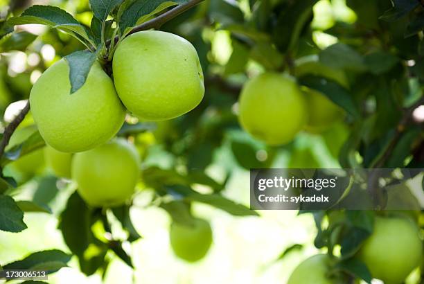 ripe green apples at an orchard - green apples stockfoto's en -beelden