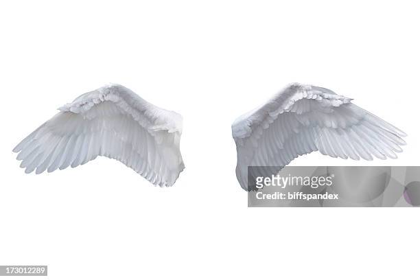 weiße engel flügel isoliert - animal limb stock-fotos und bilder
