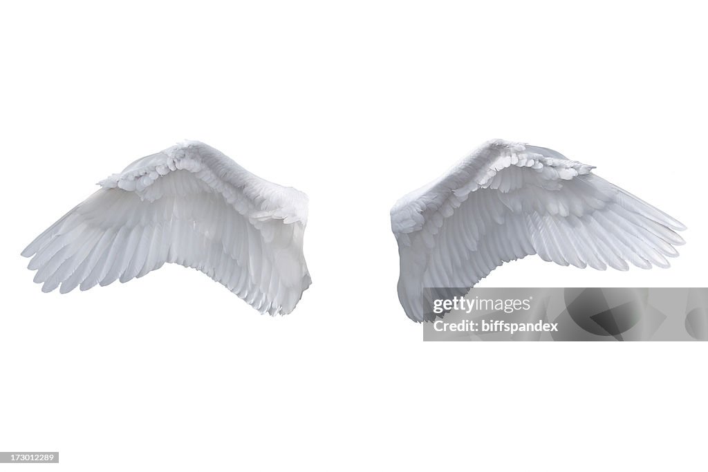 Isolated White Angel Wings