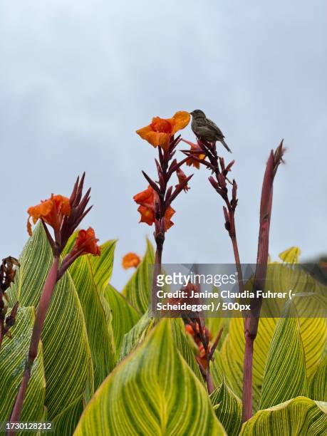 low angle view of birds perching on plant against sky,niagara falls,ontario,canada - janine claudia scheidegger 個照片及圖片檔