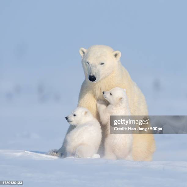 two polar bears play fight - cub stock pictures, royalty-free photos & images