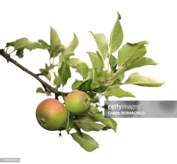 two apples on a branch isolated - apple tree stock pictures, royalty-free photos & images