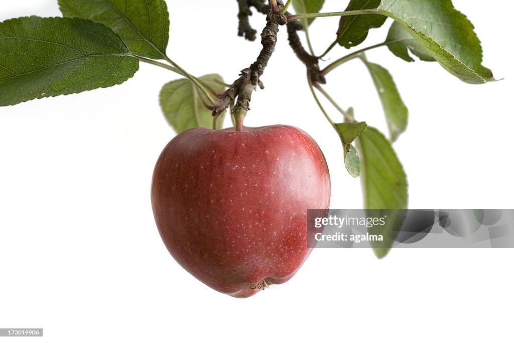 Baum Apple -isolated