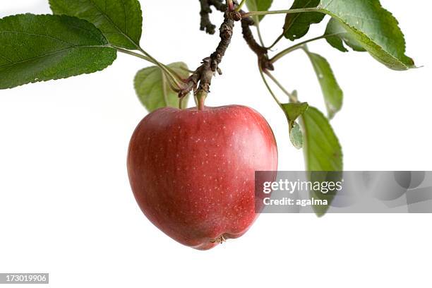 arbre apple -isolated - pommier photos et images de collection