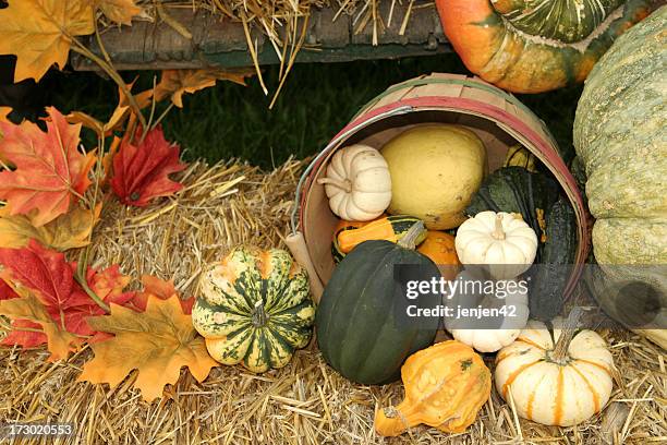 pumpkins and gourds spilling out of a barrel in autumn - gourd bildbanksfoton och bilder