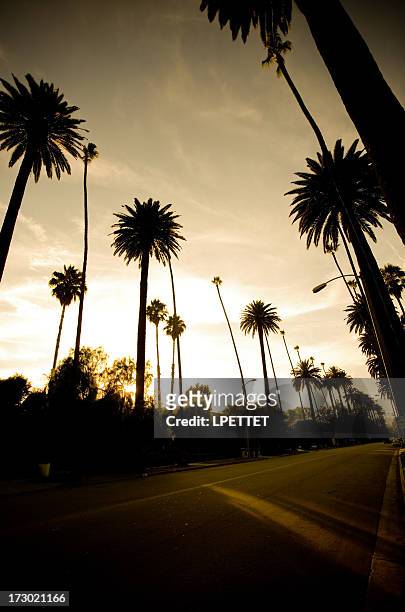 tall palm trees in beverly hills los angeles - hollywood california street stock pictures, royalty-free photos & images
