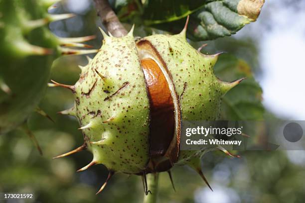 conker horse chestnut tree split seed case - chestnut food stockfoto's en -beelden