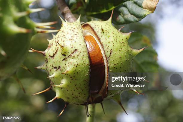 conker horse chestnut tree split seed case - thorn tree stock pictures, royalty-free photos & images