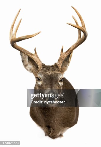 Deer Head