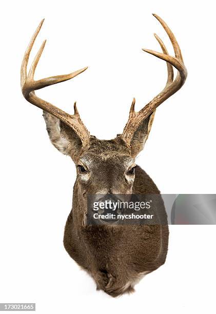 deer head - taxidermy stock pictures, royalty-free photos & images
