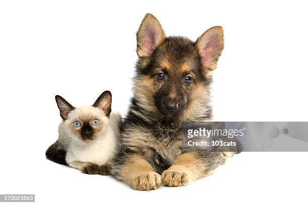 two buddies - german shepherd sitting stock pictures, royalty-free photos & images