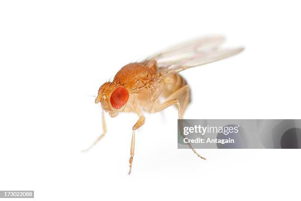 fruit fly - fruchtfliege stock-fotos und bilder