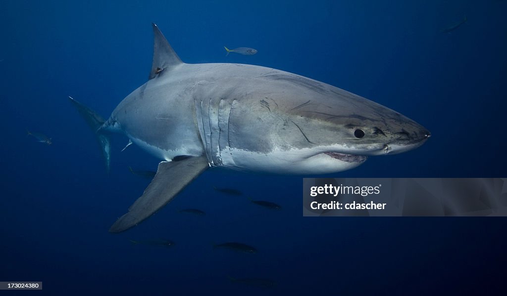 Great white shark swimming in the ocean