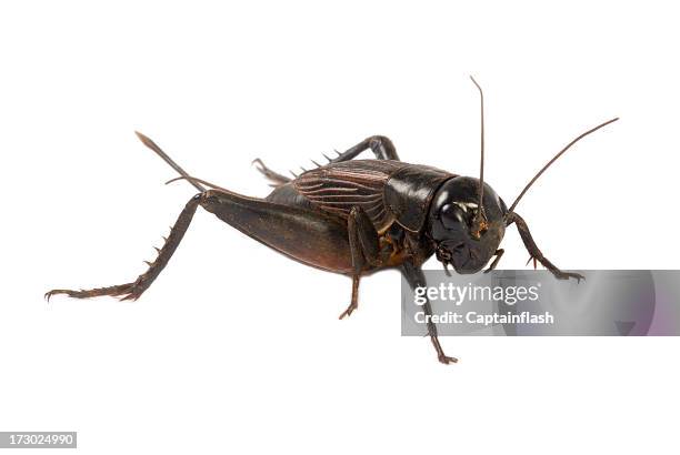 cricket - cricket insect 個照片及圖片檔