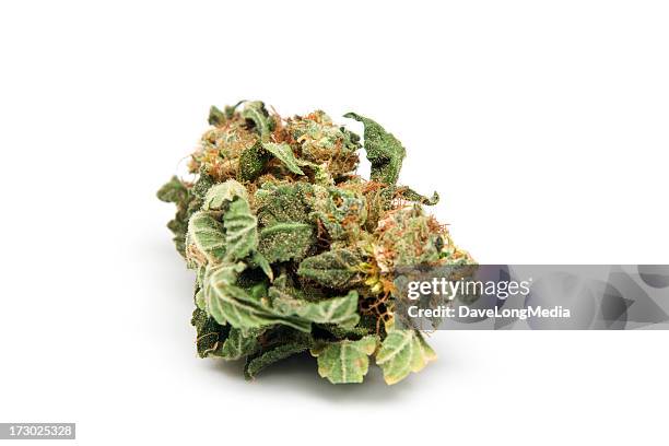 marijuana from holland - cannabis buds on white stock pictures, royalty-free photos & images