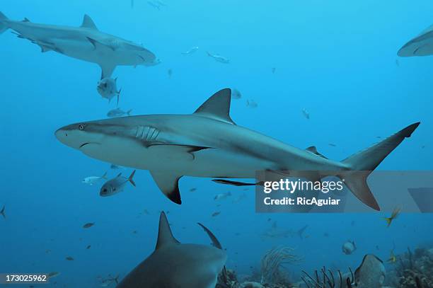 シャーク - caribbean reef shark ストックフォトと画像