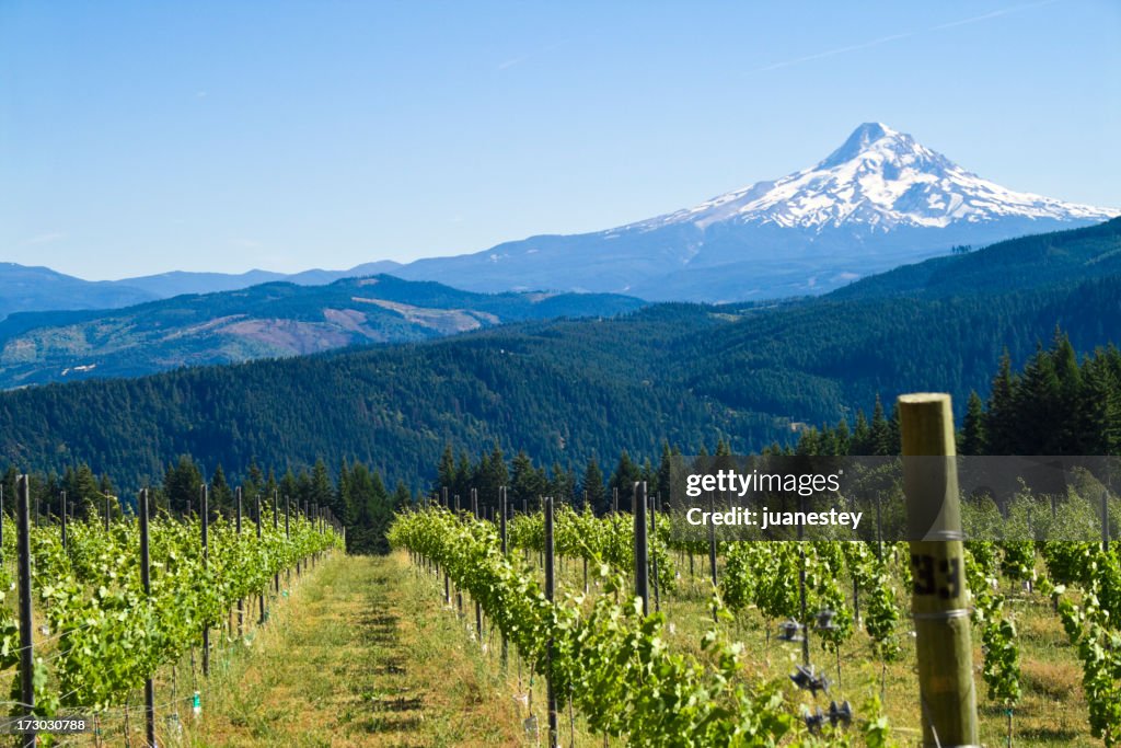 Mount Hood'Harvest