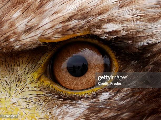 eagle eye - adler stock-fotos und bilder