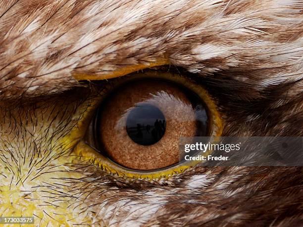 piercing close-up view of brown american eagle eye - 鷹 鳥 個照片及圖片檔