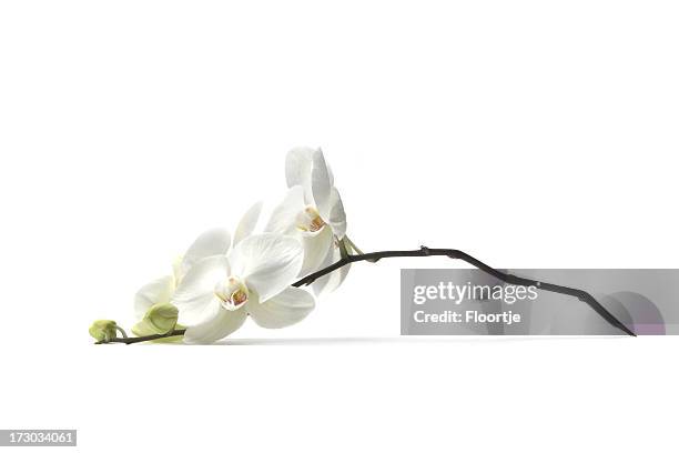 flowers: orchid - white flower stock pictures, royalty-free photos & images