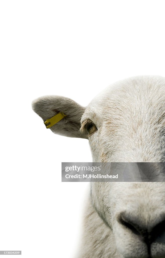 Sheep isolated