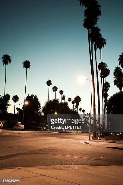árvores de palma revestimento numa rua de los angeles no crepúsculo - hollywood california imagens e fotografias de stock