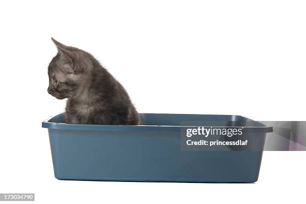 kitty going potty - litter box stock pictures, royalty-free photos & images