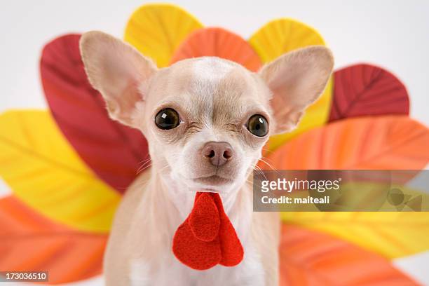 turkey - dog thanksgiving stock pictures, royalty-free photos & images