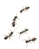 five black ants