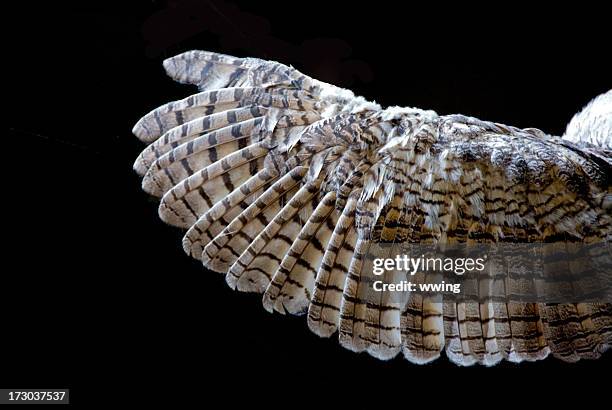 owl's wing... close-up - wing stock pictures, royalty-free photos & images