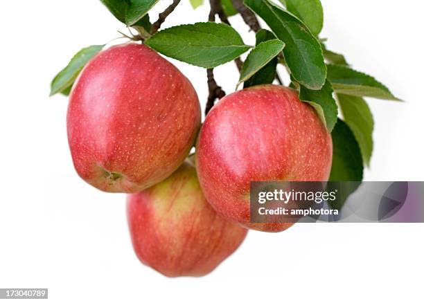 äpfel auf einem ast - apfelbaum stock-fotos und bilder
