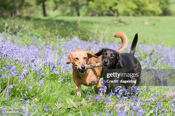 frühling - mai stock-fotos und bilder