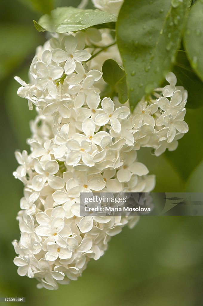 Syringa vulgaris 'Primrose'