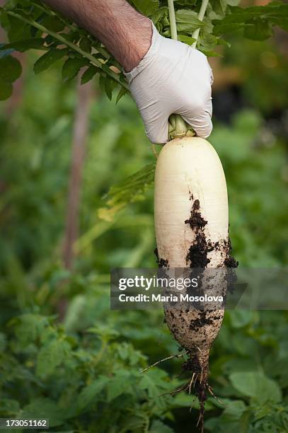 huge daikon radish - daikon stock pictures, royalty-free photos & images