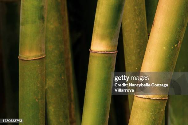 bamboo - orlando background stock pictures, royalty-free photos & images