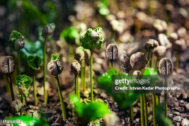 coffee sprouts - seedling stock-fotos und bilder