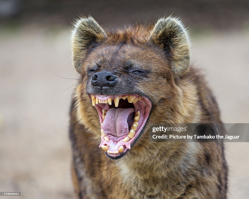 Yawning spotted hyena