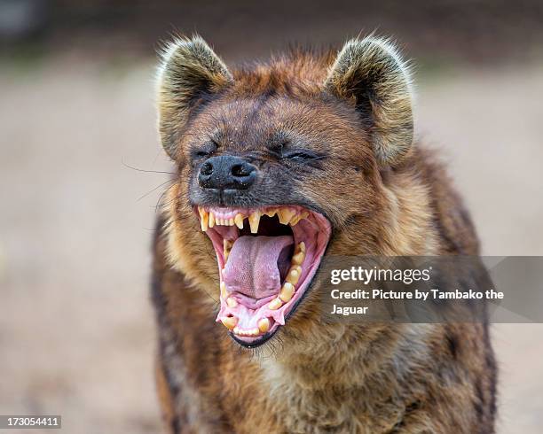 yawning spotted hyena - hyena bildbanksfoton och bilder