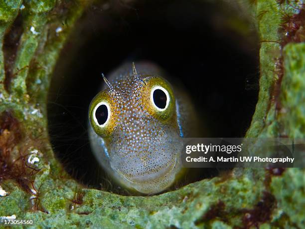 the happy blenny - blenny stock pictures, royalty-free photos & images