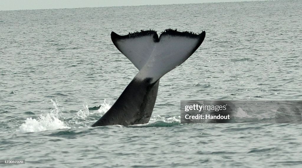 Killer Whales Swim Out To Sea After Beaching In Queensland