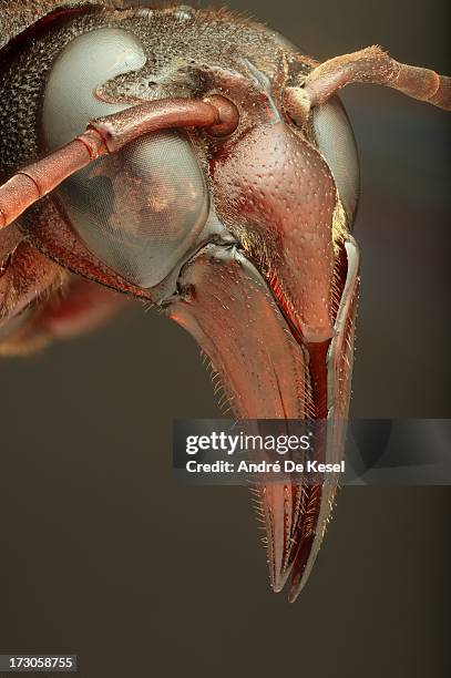 mud dauber - mud dauber wasp fotografías e imágenes de stock