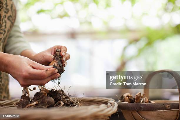 woman holding tulip bulbs - plant bulb stock pictures, royalty-free photos & images