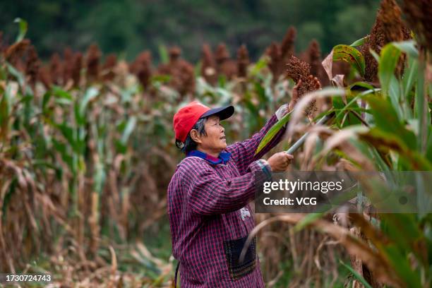 Farmer harvests red sorghum in a field on October 11, 2023 in Hangzhou, Zhejiang Province of China.