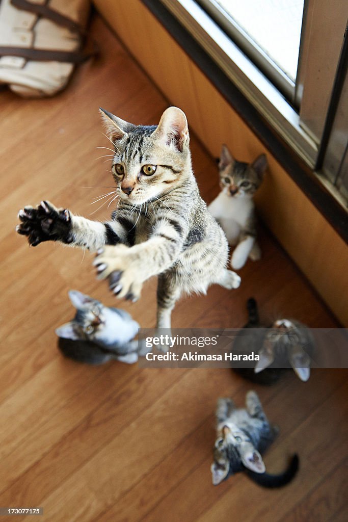 Jumper and four onlookers