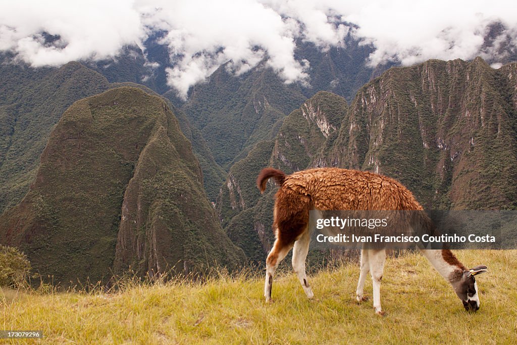 Llama - Machu Picchu - Peru