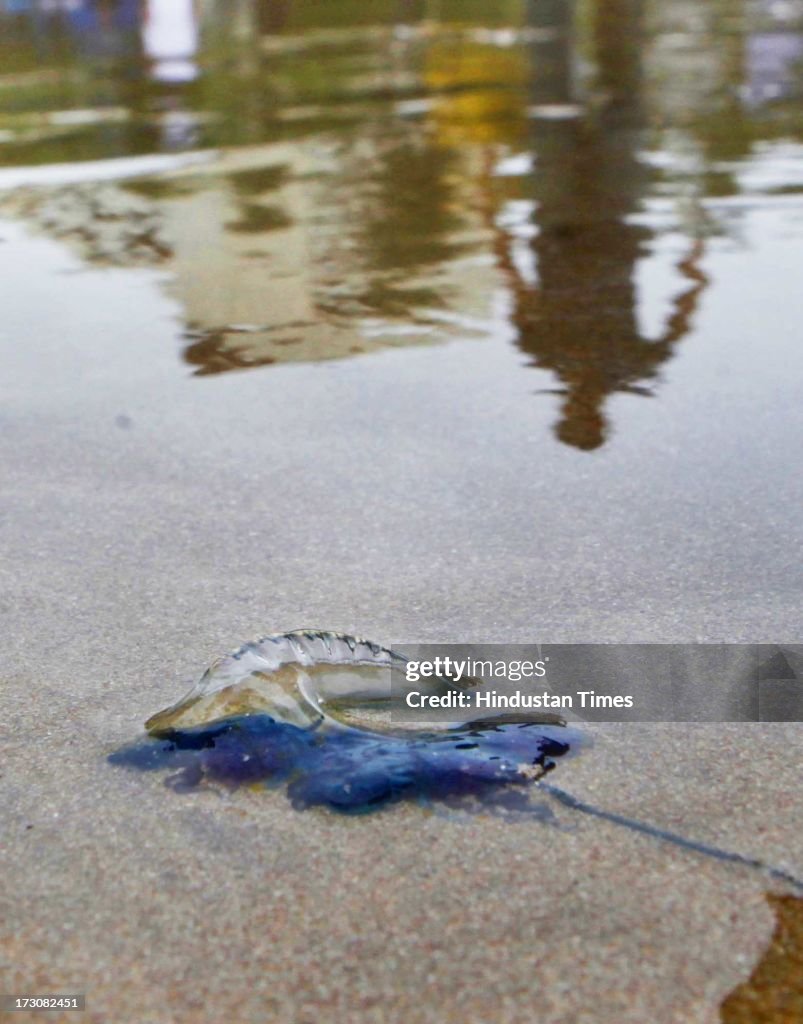 Dead Portuguese Man of War Washed Ashore On Juhu Beach