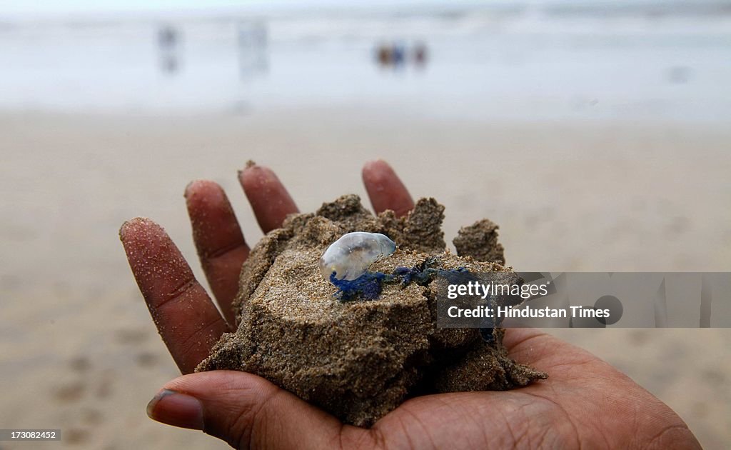 Dead Portuguese Man of War Washed Ashore On Juhu Beach