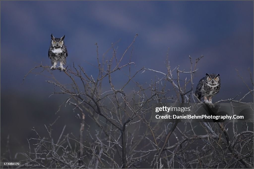 Great horned owl pair